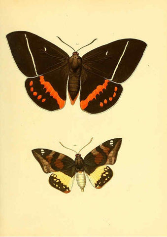 Reproducción/Reproduction 6139884237: Sammlung neuer oder wenig bekannter aussereuropäischer Schmetterlinge. Bd.1. Regensburg :G.J. Manz,1850/1858 [i.e. 1858-1869]