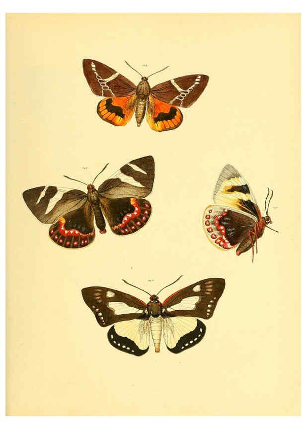 Reproducción/Reproduction 6139883915: Sammlung neuer oder wenig bekannter aussereuropäischer Schmetterlinge. Bd.1. Regensburg :G.J. Manz,1850/1858 [i.e. 1858-1869]
