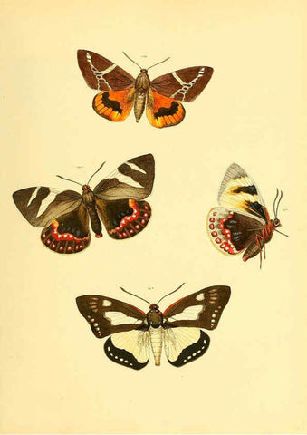 Reproducción/Reproduction 6139883915: Sammlung neuer oder wenig bekannter aussereuropäischer Schmetterlinge. Bd.1. Regensburg :G.J. Manz,1850/1858 [i.e. 1858-1869]