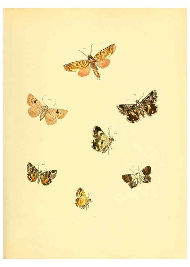 Reproducción/Reproduction 6140435000: Sammlung neuer oder wenig bekannter aussereuropäischer Schmetterlinge. Bd.1. Regensburg :G.J. Manz,1850/1858 [i.e. 1858-1869]