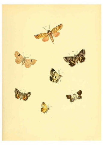 Reproducción/Reproduction 6140435000: Sammlung neuer oder wenig bekannter aussereuropäischer Schmetterlinge. Bd.1. Regensburg :G.J. Manz,1850/1858 [i.e. 1858-1869]