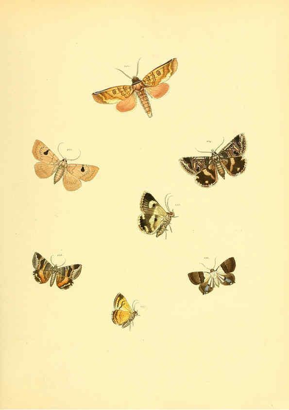 Reproducción/Reproduction 6140435000: Sammlung neuer oder wenig bekannter aussereuropäischer Schmetterlinge. Bd.1. Regensburg :G.J. Manz,1850/1858 [i.e. 1858-1869]