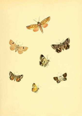 Reproducción/Reproduction 6140435000: Sammlung neuer oder wenig bekannter aussereuropäischer Schmetterlinge. Bd.1. Regensburg :G.J. Manz,1850/1858 [i.e. 1858-1869]