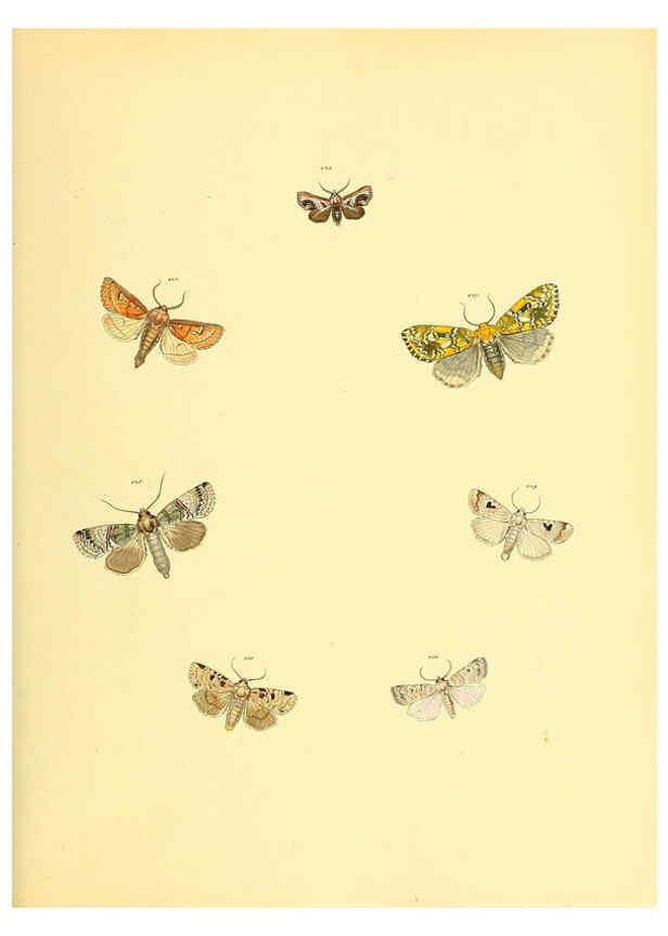 Reproducción/Reproduction 6140434736: Sammlung neuer oder wenig bekannter aussereuropäischer Schmetterlinge. Bd.1. Regensburg :G.J. Manz,1850/1858 [i.e. 1858-1869]