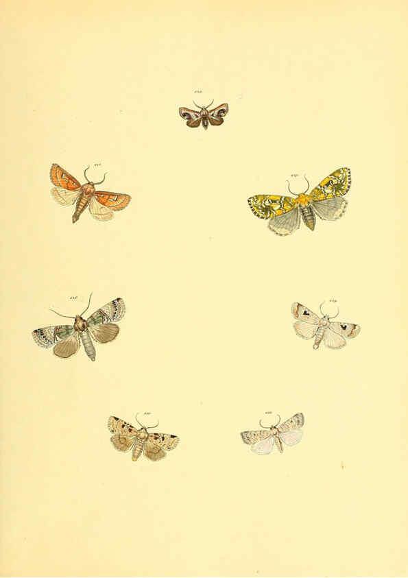 Reproducción/Reproduction 6140434736: Sammlung neuer oder wenig bekannter aussereuropäischer Schmetterlinge. Bd.1. Regensburg :G.J. Manz,1850/1858 [i.e. 1858-1869]