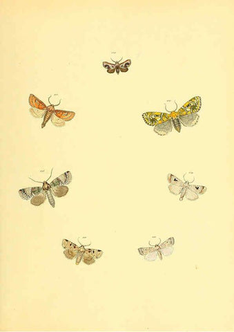 Reproducción/Reproduction 6140434736: Sammlung neuer oder wenig bekannter aussereuropäischer Schmetterlinge. Bd.1. Regensburg :G.J. Manz,1850/1858 [i.e. 1858-1869]
