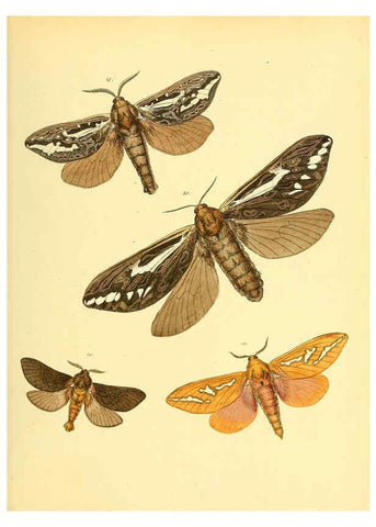 Reproducción/Reproduction 6140429504: Sammlung neuer oder wenig bekannter aussereuropäischer Schmetterlinge. Bd.1. Regensburg :G.J. Manz,1850/1858 [i.e. 1858-1869]