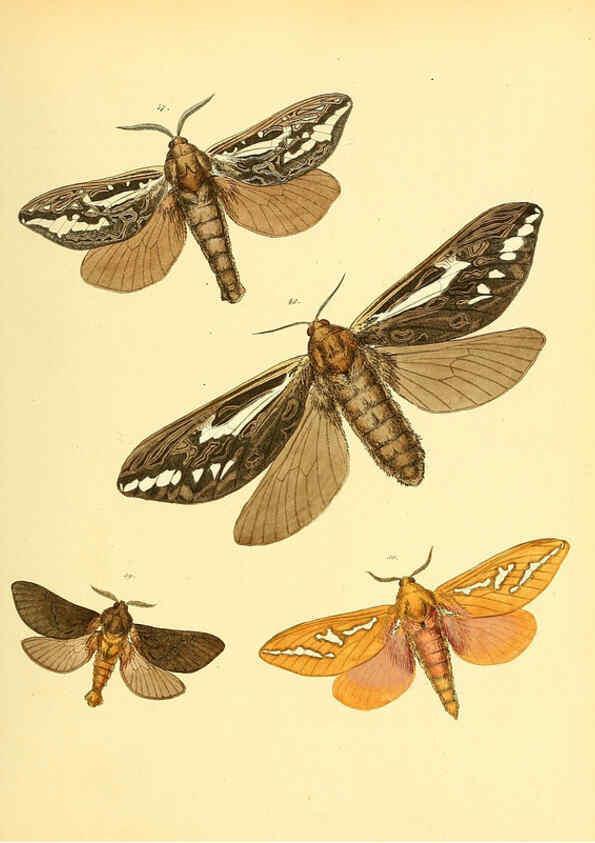 Reproducción/Reproduction 6140429504: Sammlung neuer oder wenig bekannter aussereuropäischer Schmetterlinge. Bd.1. Regensburg :G.J. Manz,1850/1858 [i.e. 1858-1869]