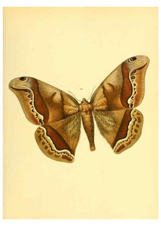 Reproducción/Reproduction 6140429762: Sammlung neuer oder wenig bekannter aussereuropäischer Schmetterlinge. Bd.1. Regensburg :G.J. Manz,1850/1858 [i.e. 1858-1869]