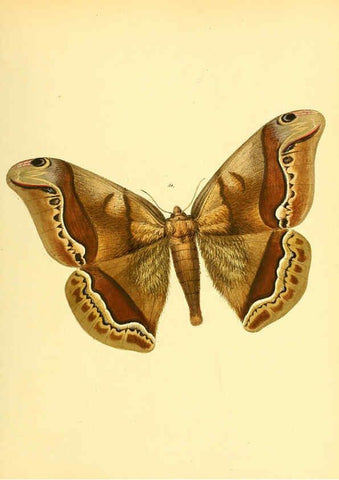 Reproducción/Reproduction 6140429762: Sammlung neuer oder wenig bekannter aussereuropäischer Schmetterlinge. Bd.1. Regensburg :G.J. Manz,1850/1858 [i.e. 1858-1869]