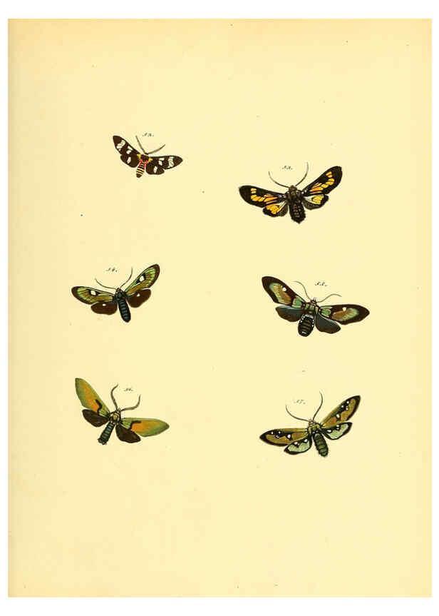 Reproducción/Reproduction 6140430074: Sammlung neuer oder wenig bekannter aussereuropäischer Schmetterlinge. Bd.1. Regensburg :G.J. Manz,1850/1858 [i.e. 1858-1869]