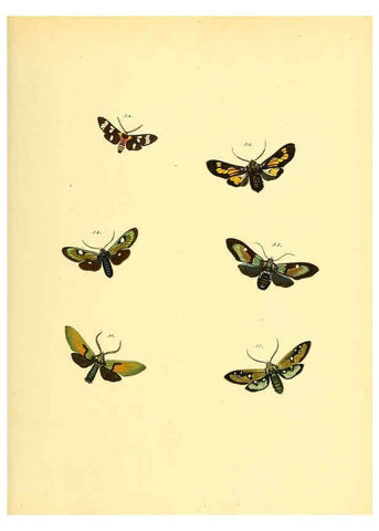 Reproducción/Reproduction 6140430074: Sammlung neuer oder wenig bekannter aussereuropäischer Schmetterlinge. Bd.1. Regensburg :G.J. Manz,1850/1858 [i.e. 1858-1869]