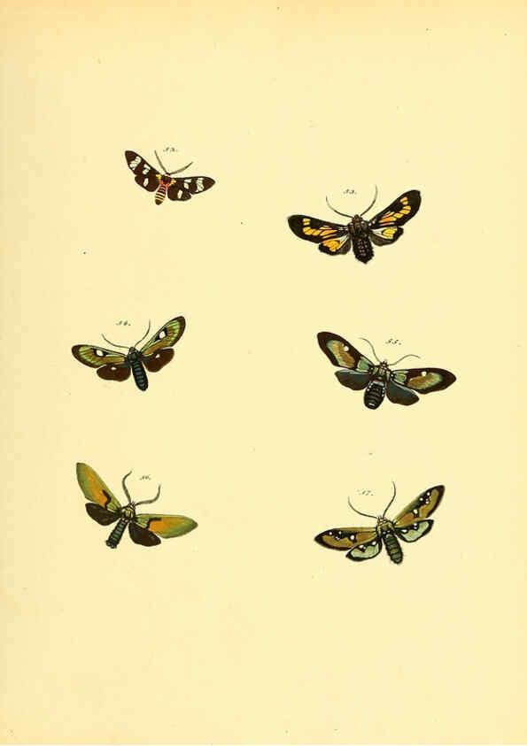 Reproducción/Reproduction 6140430074: Sammlung neuer oder wenig bekannter aussereuropäischer Schmetterlinge. Bd.1. Regensburg :G.J. Manz,1850/1858 [i.e. 1858-1869]