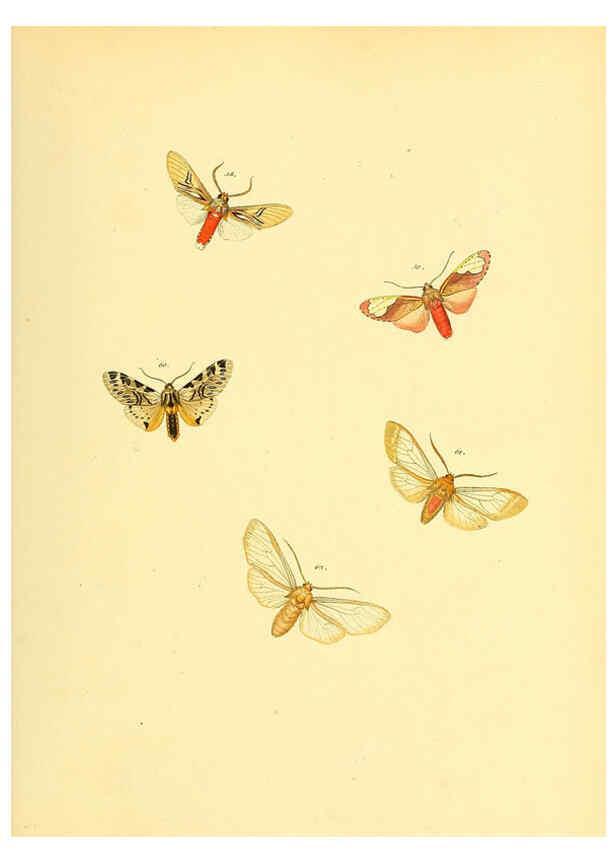 Reproducción/Reproduction 6139879007: Sammlung neuer oder wenig bekannter aussereuropäischer Schmetterlinge. Bd.1. Regensburg :G.J. Manz,1850/1858 [i.e. 1858-1869]