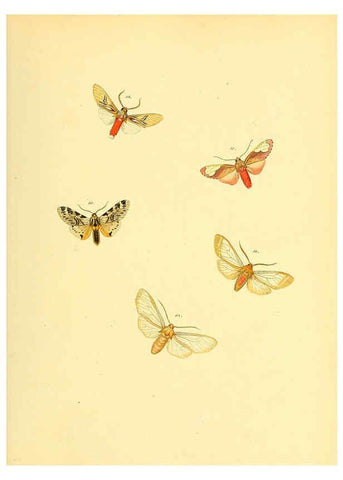 Reproducción/Reproduction 6139879007: Sammlung neuer oder wenig bekannter aussereuropäischer Schmetterlinge. Bd.1. Regensburg :G.J. Manz,1850/1858 [i.e. 1858-1869]