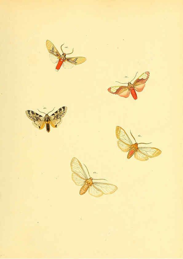 Reproducción/Reproduction 6139879007: Sammlung neuer oder wenig bekannter aussereuropäischer Schmetterlinge. Bd.1. Regensburg :G.J. Manz,1850/1858 [i.e. 1858-1869]