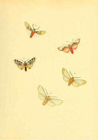 Reproducción/Reproduction 6139879007: Sammlung neuer oder wenig bekannter aussereuropäischer Schmetterlinge. Bd.1. Regensburg :G.J. Manz,1850/1858 [i.e. 1858-1869]