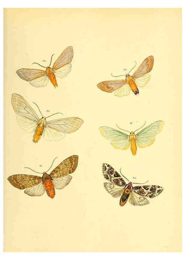 Reproducción/Reproduction 6139879293: Sammlung neuer oder wenig bekannter aussereuropäischer Schmetterlinge. Bd.1. Regensburg :G.J. Manz,1850/1858 [i.e. 1858-1869]