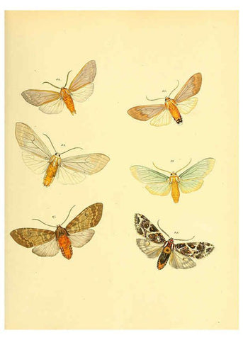 Reproducción/Reproduction 6139879293: Sammlung neuer oder wenig bekannter aussereuropäischer Schmetterlinge. Bd.1. Regensburg :G.J. Manz,1850/1858 [i.e. 1858-1869]