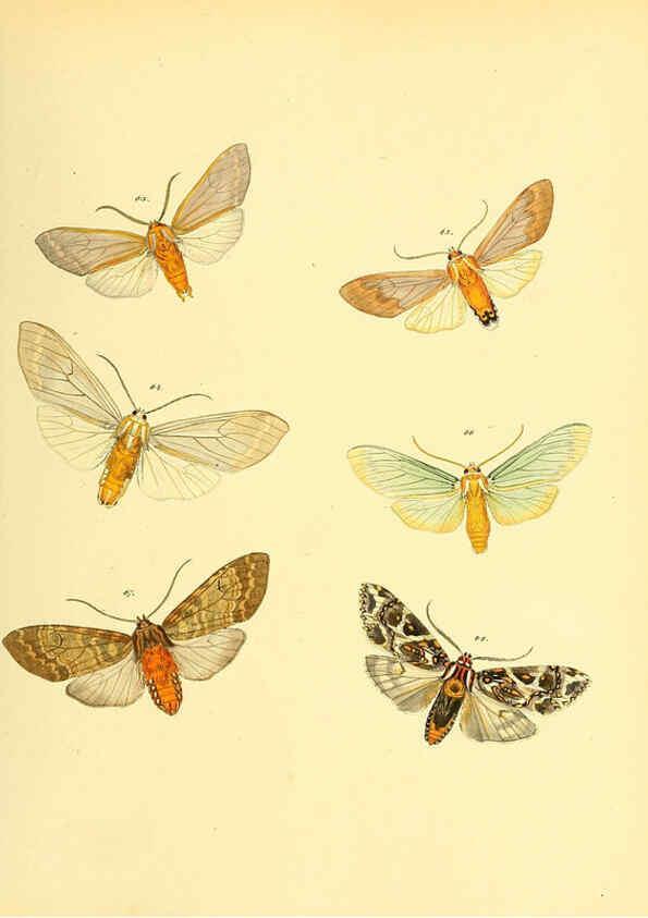 Reproducción/Reproduction 6139879293: Sammlung neuer oder wenig bekannter aussereuropäischer Schmetterlinge. Bd.1. Regensburg :G.J. Manz,1850/1858 [i.e. 1858-1869]