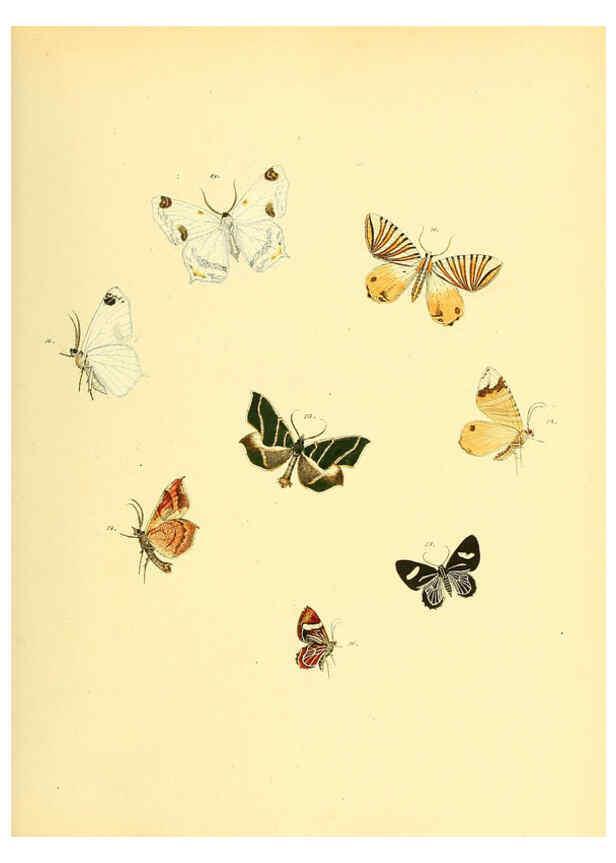 Reproducción/Reproduction 6139879567: Sammlung neuer oder wenig bekannter aussereuropäischer Schmetterlinge. Bd.1. Regensburg :G.J. Manz,1850/1858 [i.e. 1858-1869]