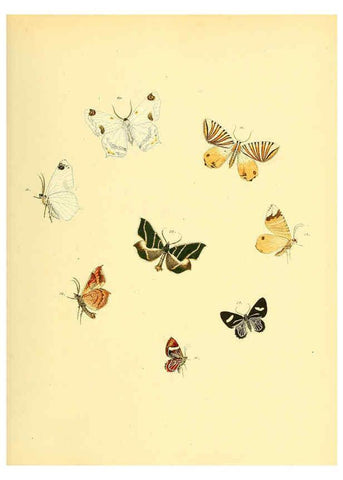 Reproducción/Reproduction 6139879567: Sammlung neuer oder wenig bekannter aussereuropäischer Schmetterlinge. Bd.1. Regensburg :G.J. Manz,1850/1858 [i.e. 1858-1869]