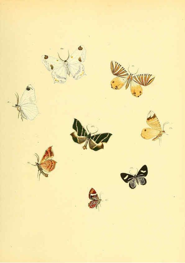 Reproducción/Reproduction 6139879567: Sammlung neuer oder wenig bekannter aussereuropäischer Schmetterlinge. Bd.1. Regensburg :G.J. Manz,1850/1858 [i.e. 1858-1869]