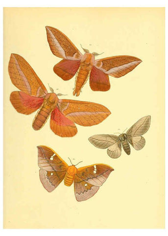Reproducción/Reproduction 6140431164: Sammlung neuer oder wenig bekannter aussereuropäischer Schmetterlinge. Bd.1. Regensburg :G.J. Manz,1850/1858 [i.e. 1858-1869]