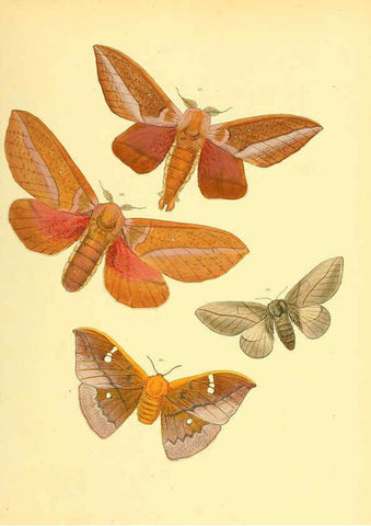 Reproducción/Reproduction 6140431164: Sammlung neuer oder wenig bekannter aussereuropäischer Schmetterlinge. Bd.1. Regensburg :G.J. Manz,1850/1858 [i.e. 1858-1869]
