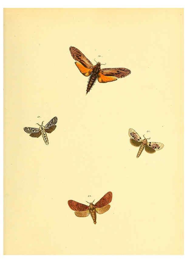 Reproducción/Reproduction 6140429008: Sammlung neuer oder wenig bekannter aussereuropäischer Schmetterlinge. Bd.1. Regensburg :G.J. Manz,1850/1858 [i.e. 1858-1869]