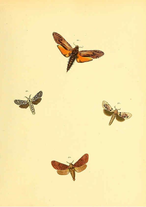 Reproducción/Reproduction 6140429008: Sammlung neuer oder wenig bekannter aussereuropäischer Schmetterlinge. Bd.1. Regensburg :G.J. Manz,1850/1858 [i.e. 1858-1869]
