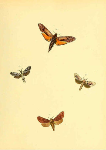 Reproducción/Reproduction 6140429008: Sammlung neuer oder wenig bekannter aussereuropäischer Schmetterlinge. Bd.1. Regensburg :G.J. Manz,1850/1858 [i.e. 1858-1869]