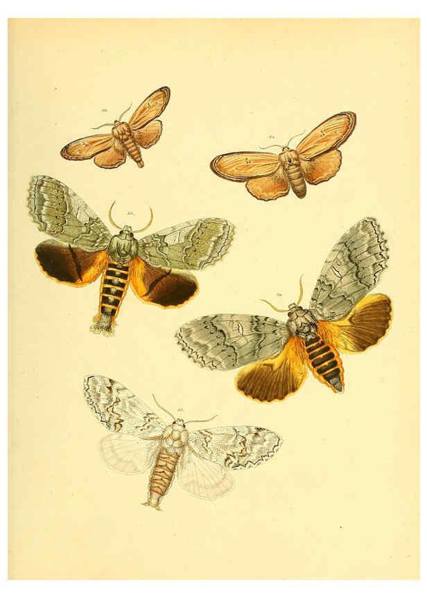 Reproducción/Reproduction 6140431432: Sammlung neuer oder wenig bekannter aussereuropäischer Schmetterlinge. Bd.1. Regensburg :G.J. Manz,1850/1858 [i.e. 1858-1869]