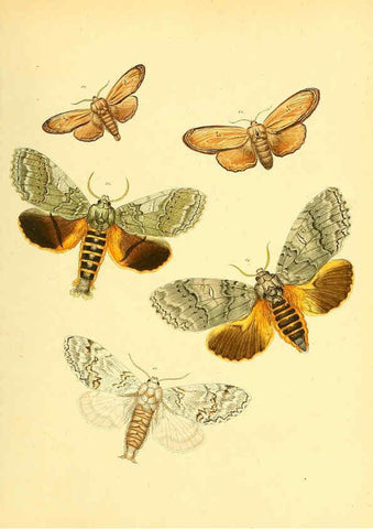 Reproducción/Reproduction 6140431432: Sammlung neuer oder wenig bekannter aussereuropäischer Schmetterlinge. Bd.1. Regensburg :G.J. Manz,1850/1858 [i.e. 1858-1869]