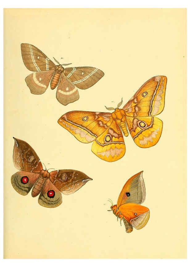 Reproducción/Reproduction 6139881241: Sammlung neuer oder wenig bekannter aussereuropäischer Schmetterlinge. Bd.1. Regensburg :G.J. Manz,1850/1858 [i.e. 1858-1869]