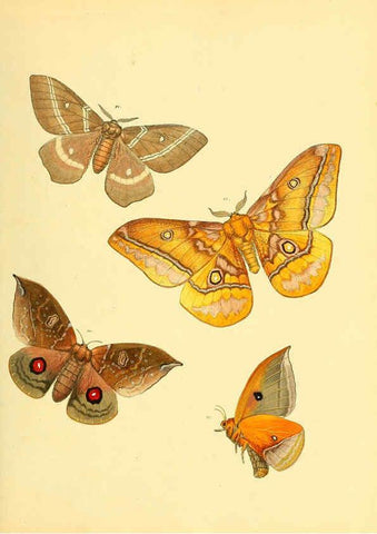 Reproducción/Reproduction 6139881241: Sammlung neuer oder wenig bekannter aussereuropäischer Schmetterlinge. Bd.1. Regensburg :G.J. Manz,1850/1858 [i.e. 1858-1869]