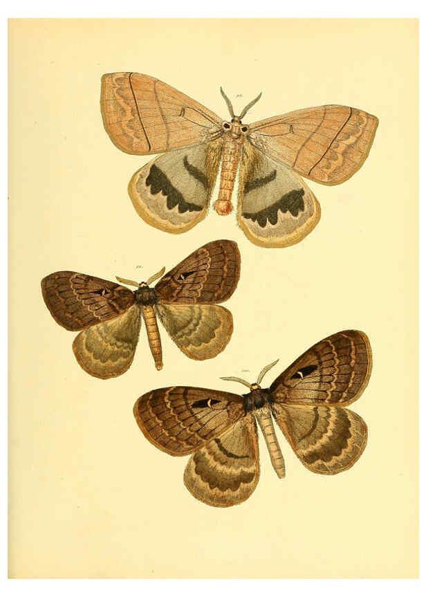 Reproducción/Reproduction 6139881611: Sammlung neuer oder wenig bekannter aussereuropäischer Schmetterlinge. Bd.1. Regensburg :G.J. Manz,1850/1858 [i.e. 1858-1869]