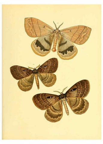 Reproducción/Reproduction 6139881611: Sammlung neuer oder wenig bekannter aussereuropäischer Schmetterlinge. Bd.1. Regensburg :G.J. Manz,1850/1858 [i.e. 1858-1869]