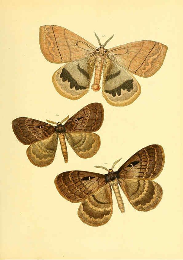 Reproducción/Reproduction 6139881611: Sammlung neuer oder wenig bekannter aussereuropäischer Schmetterlinge. Bd.1. Regensburg :G.J. Manz,1850/1858 [i.e. 1858-1869]