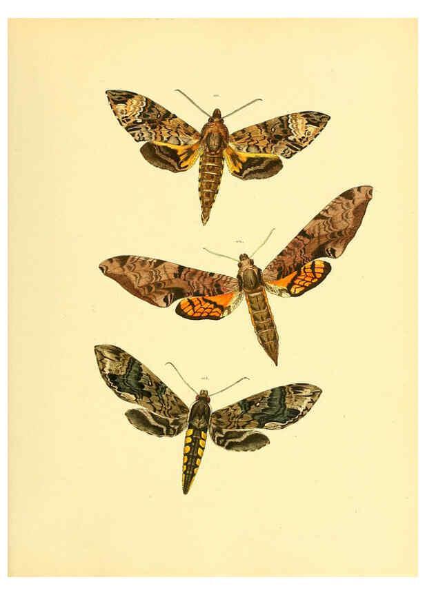 Reproducción/Reproduction 6139881959: Sammlung neuer oder wenig bekannter aussereuropäischer Schmetterlinge. Bd.1. Regensburg :G.J. Manz,1850/1858 [i.e. 1858-1869]