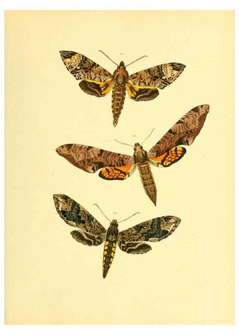 Reproducción/Reproduction 6139881959: Sammlung neuer oder wenig bekannter aussereuropäischer Schmetterlinge. Bd.1. Regensburg :G.J. Manz,1850/1858 [i.e. 1858-1869]
