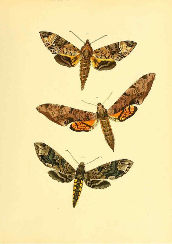 Reproducción/Reproduction 6139881959: Sammlung neuer oder wenig bekannter aussereuropäischer Schmetterlinge. Bd.1. Regensburg :G.J. Manz,1850/1858 [i.e. 1858-1869]