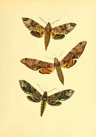 Reproducción/Reproduction 6139881959: Sammlung neuer oder wenig bekannter aussereuropäischer Schmetterlinge. Bd.1. Regensburg :G.J. Manz,1850/1858 [i.e. 1858-1869]