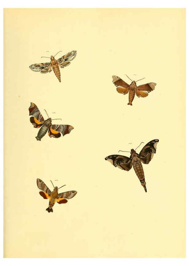 Reproducción/Reproduction 6139882199: Sammlung neuer oder wenig bekannter aussereuropäischer Schmetterlinge. Bd.1. Regensburg :G.J. Manz,1850/1858 [i.e. 1858-1869]