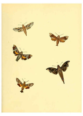 Reproducción/Reproduction 6139882199: Sammlung neuer oder wenig bekannter aussereuropäischer Schmetterlinge. Bd.1. Regensburg :G.J. Manz,1850/1858 [i.e. 1858-1869]