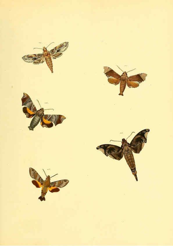 Reproducción/Reproduction 6139882199: Sammlung neuer oder wenig bekannter aussereuropäischer Schmetterlinge. Bd.1. Regensburg :G.J. Manz,1850/1858 [i.e. 1858-1869]