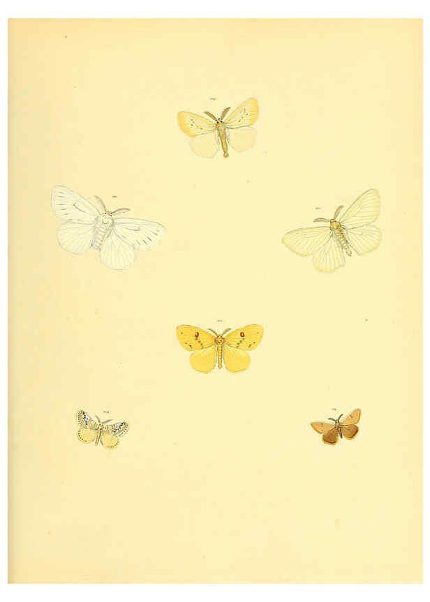 Reproducción/Reproduction 6139882533: Sammlung neuer oder wenig bekannter aussereuropäischer Schmetterlinge. Bd.1. Regensburg :G.J. Manz,1850/1858 [i.e. 1858-1869]