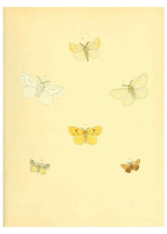 Reproducción/Reproduction 6139882533: Sammlung neuer oder wenig bekannter aussereuropäischer Schmetterlinge. Bd.1. Regensburg :G.J. Manz,1850/1858 [i.e. 1858-1869]