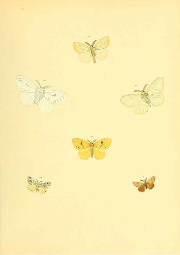 Reproducción/Reproduction 6139882533: Sammlung neuer oder wenig bekannter aussereuropäischer Schmetterlinge. Bd.1. Regensburg :G.J. Manz,1850/1858 [i.e. 1858-1869]