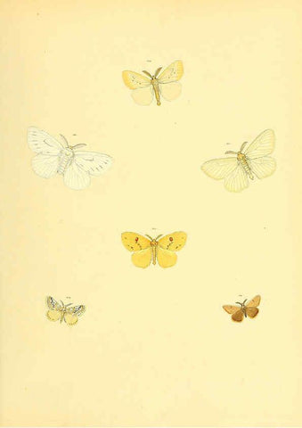 Reproducción/Reproduction 6139882533: Sammlung neuer oder wenig bekannter aussereuropäischer Schmetterlinge. Bd.1. Regensburg :G.J. Manz,1850/1858 [i.e. 1858-1869]